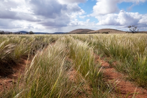 native grasses in an outback landscape - Australian Stock Image