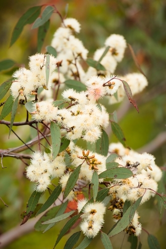 Native gum flowering with creamy coloured flowers in Girraween - Australian Stock Image