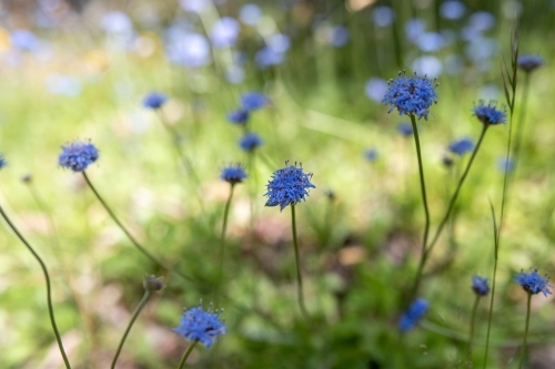 Native pincushion flower - Australian Stock Image