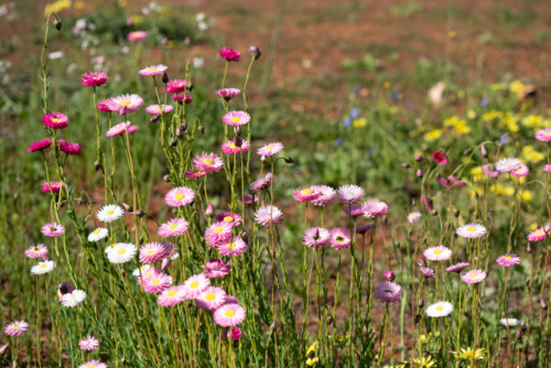 Native pink and white everlastings in spring bloom - Australian Stock Image