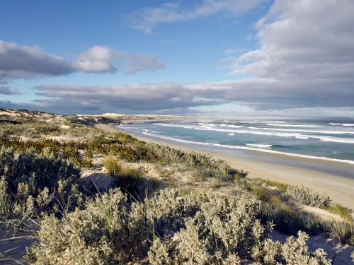Native plants and grasses growing in sand dunes at remote beach