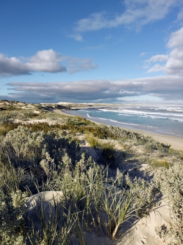 Native plants and grasses growing in sand dunes at remote beach - Australian Stock Image