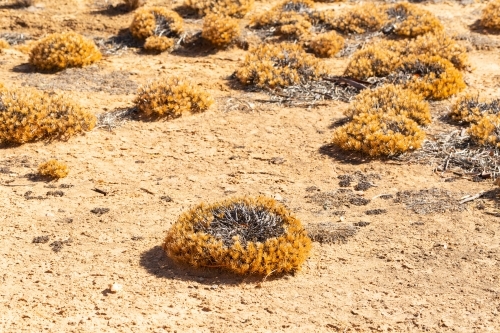 Native plants in dry earth