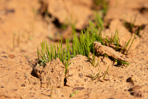 Native plants pushing their way out of the soil after rain - Australian Stock Image