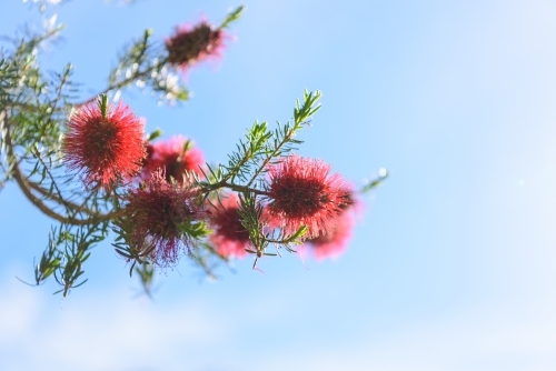 Native red bottlebrush flowers against blue sky background. - Australian Stock Image