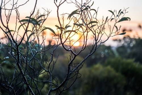 Native trees and leaves at sunrise - Australian Stock Image