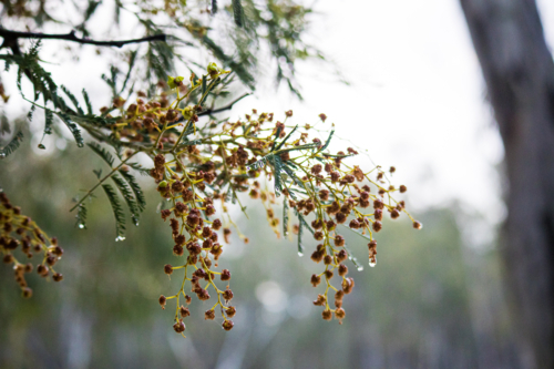 Native wattle tree with old dried flowers in rain with water droplets - Australian Stock Image