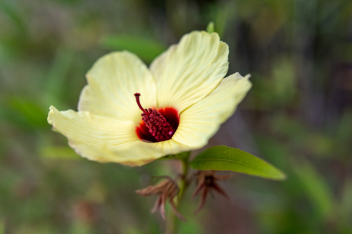 Native yellow hibiscus flower - Australian Stock Image