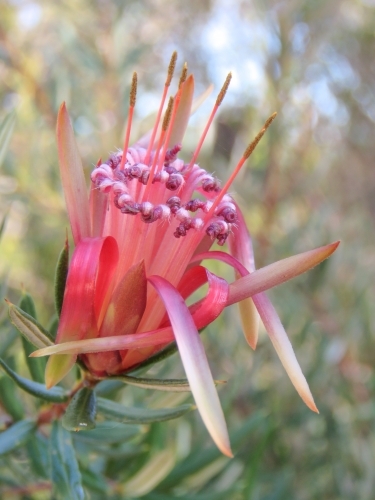 Nature's Bouquet: Mountain Devil flower, side on - Australian Stock Image