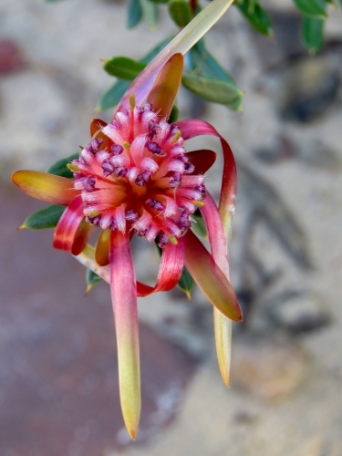Nature's bouquet: Mountain Devil flowers, on a grey background - Australian Stock Image