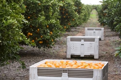 Navel oranges with bins and trees in background - Australian Stock Image