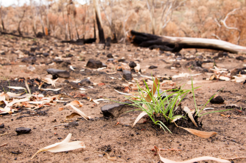 New growth after the bushfire - Australian Stock Image