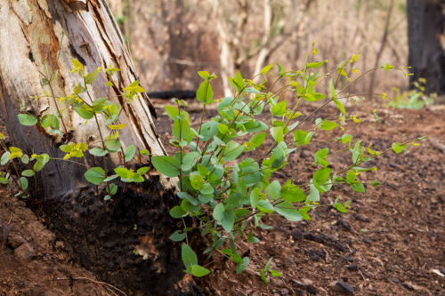 New growth after the bushfire - Australian Stock Image