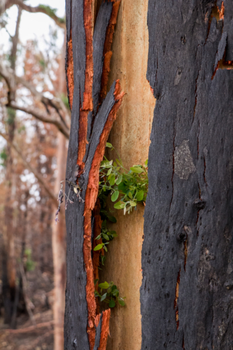 New growth after the bushfire - Australian Stock Image