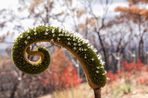 New growth after the bushfire - Australian Stock Image