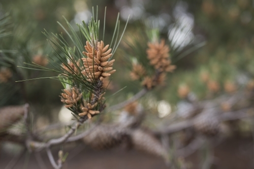 New growth and seeds on a pine tree