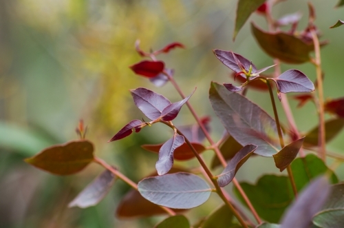 new growth - Australian Stock Image