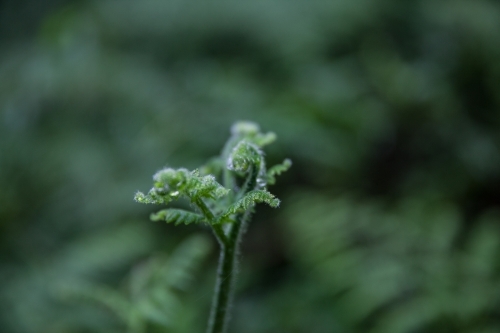 New growth on a green fern plant - Australian Stock Image