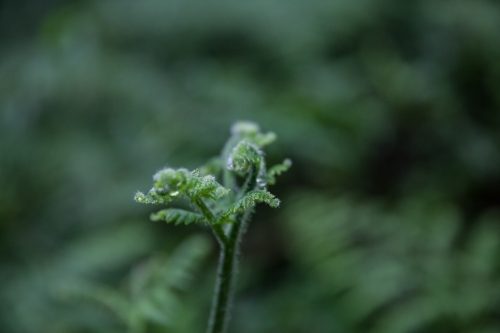 New growth on a green fern plant