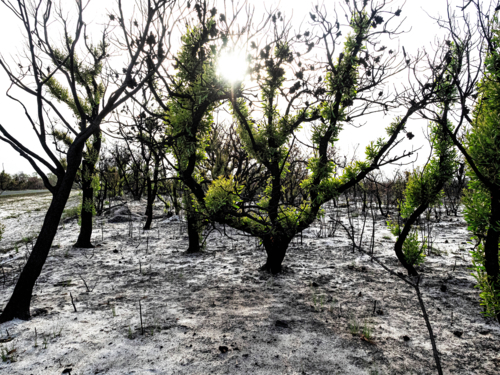new growth on blackened branches and trees with ash on the ground after bushfire - Australian Stock Image
