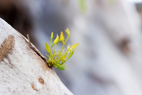 New growth on gum tree - Australian Stock Image