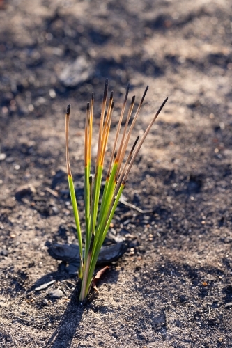 new growth on plant that was affected by fire - Australian Stock Image