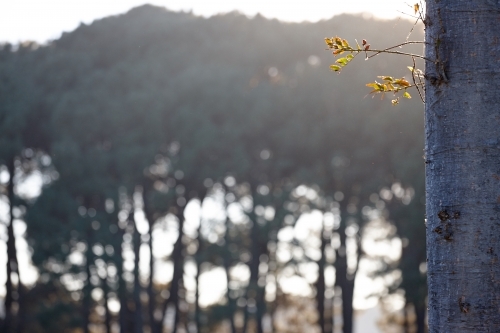 New growth on tree trunk with forest in background - Australian Stock Image