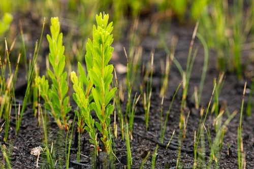 New Growth Post Fire - Australian Stock Image