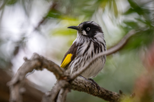 New Holland honeyeater perched on a branch in native bushland - Australian Stock Image