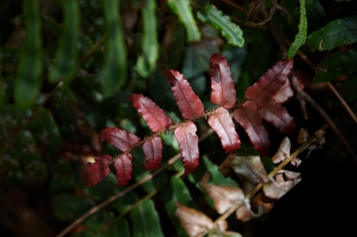 New leaf growth on fern in rainforest - Australian Stock Image