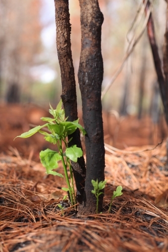 New life after fire.  New Life.  Plant shoots following bushfire.