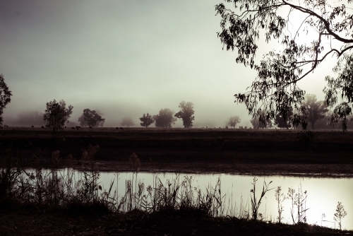 Trees and water silhouetted against mist - Australian Stock Image