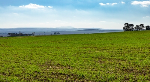 newly emerged crop in rolling hills - Australian Stock Image
