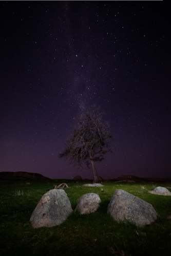 Night Sky above a Dried Tree - Australian Stock Image