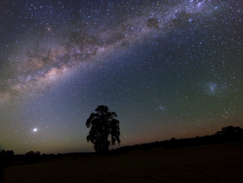 night view of tree in silhouette with milky way in sky