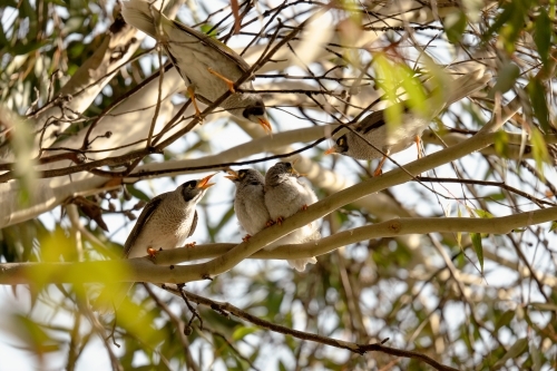 Noisy Miner bird family with parent and juvenile birds - Australian Stock Image