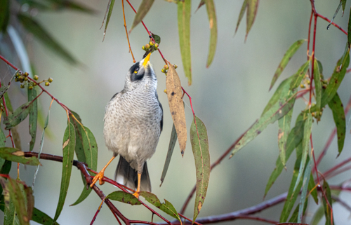 Noisy miner feeding on eucalyptus buds - Australian Stock Image