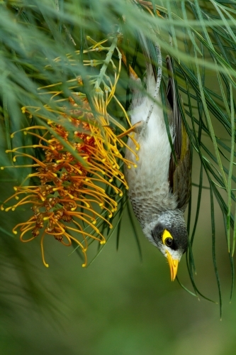 Noisy Miner foraging among Grevillea 'Golden Lyre'. - Australian Stock Image