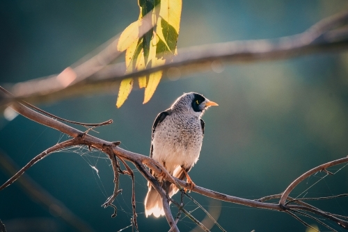 Noisy Miner in a tree at sunset - Australian Stock Image