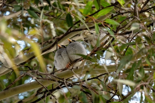 Noisy Miner juvenile birds - Australian Stock Image