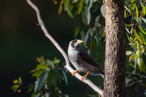 Noisy miner perched in tree - Australian Stock Image