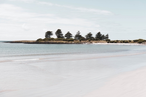 Norfolk pines bay view over Griffith Island - Australian Stock Image