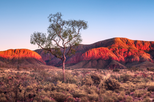 Northern Territory Landscape at dawn - Australian Stock Image