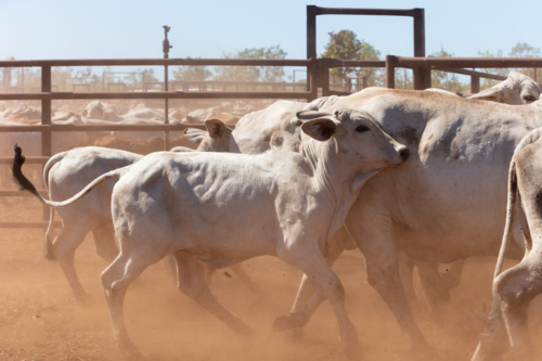 NT Brahman Cattle in the yards on a station - Australian Stock Image