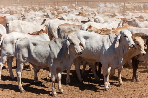 NT Brahman Cattle in the yards on a station - Australian Stock Image