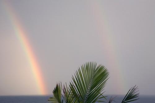 Ocean Double Rainbow and Palm Tree - Australian Stock Image