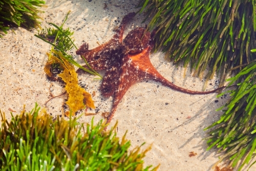 Octopus with long tentacles hiding among sea weed in coastal rock pool - Australian Stock Image