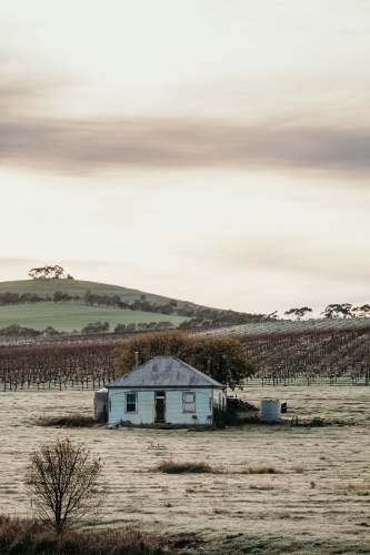 Old abandoned house with vineyard.