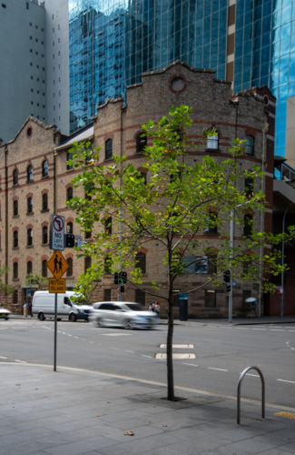 Old an new buildings and a lone tree in Barangaroo area in Sydney - Australian Stock Image
