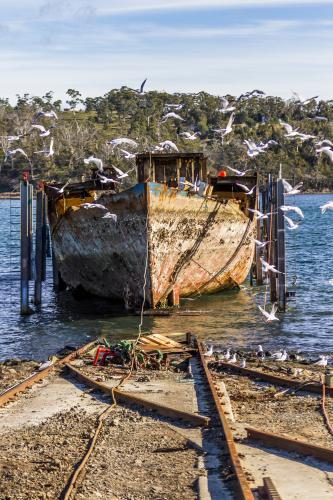 Old Boat with Seagulls at Triabunna Slipway - Australian Stock Image